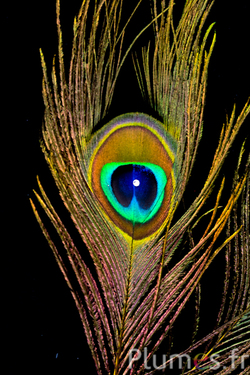 Pavone blu con strass - 15-20 cm - giallo